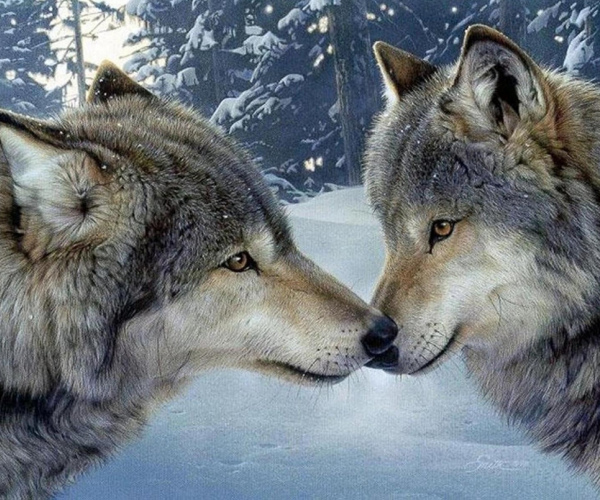 Du vilkai žiemą kvadratiniai akmenukai 