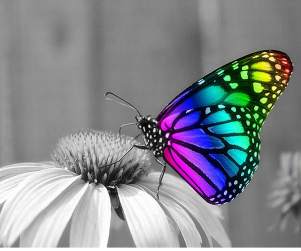 Spalvotas drugelis ant pilko žiedo 