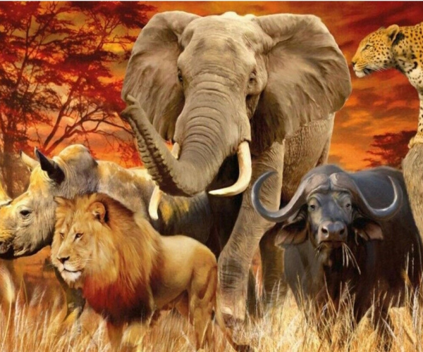 Afrikos gyvūnų grožis