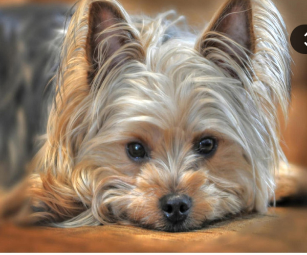 Mažo šuniuko žvilgsnis