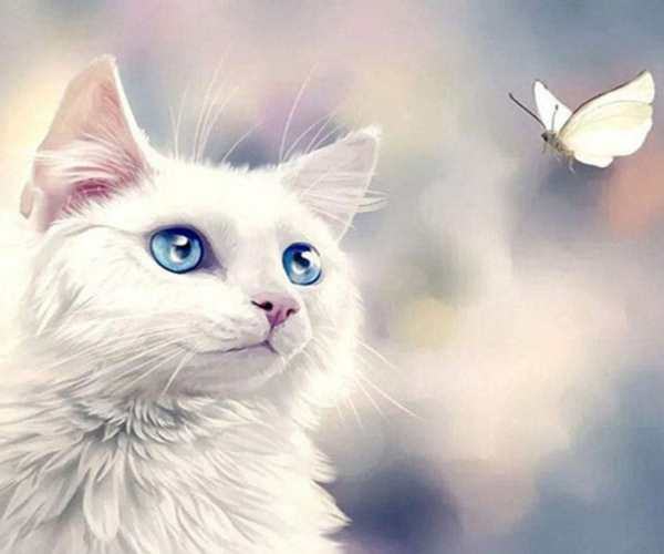 Kačiukas ir drugelis