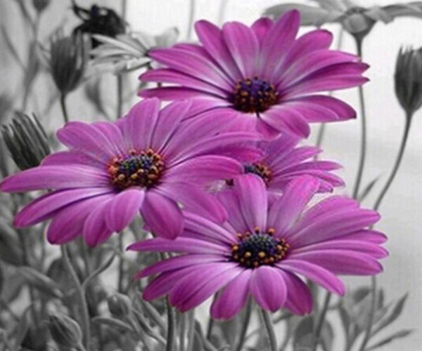 Rožiniai gerberos žiedai pilkoje pievoje