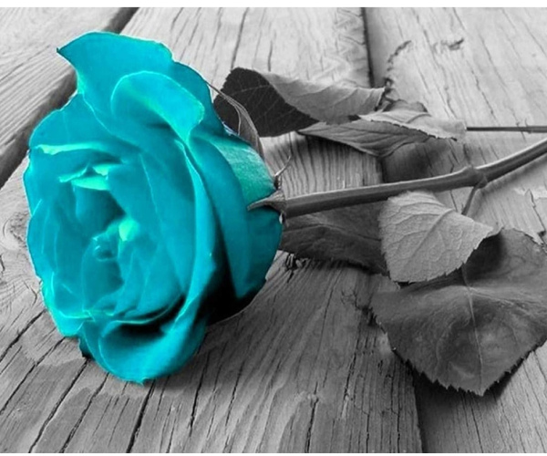 Melsvas žiedas pilnoje kasdienybėje 