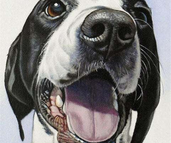 Ot tas šuniškas žvilgsnis 