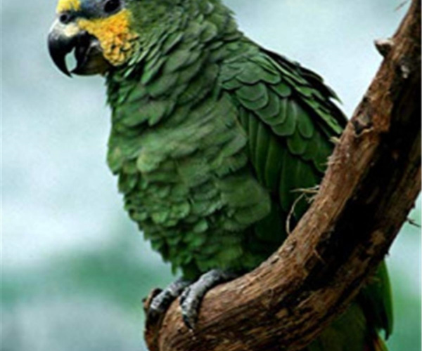 Didelė žalia papūga