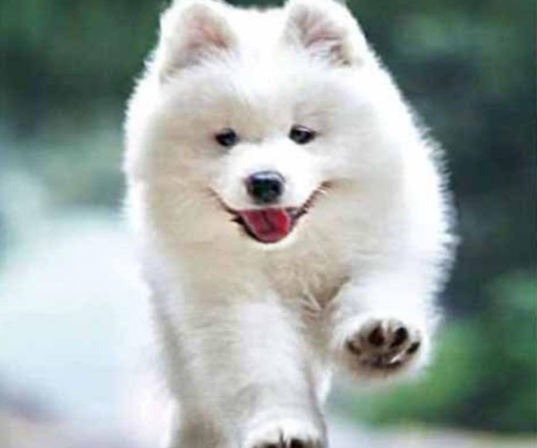 Baltas, meilus ir pūkuotas