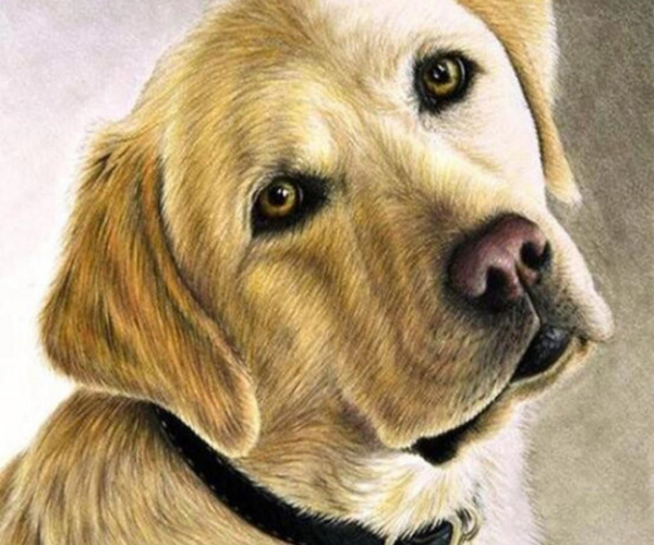 Šviesiaplaukis labradoras